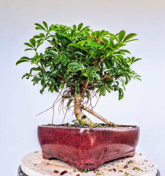 Dwarf Umbrella  Bonsai - 10 inch pot