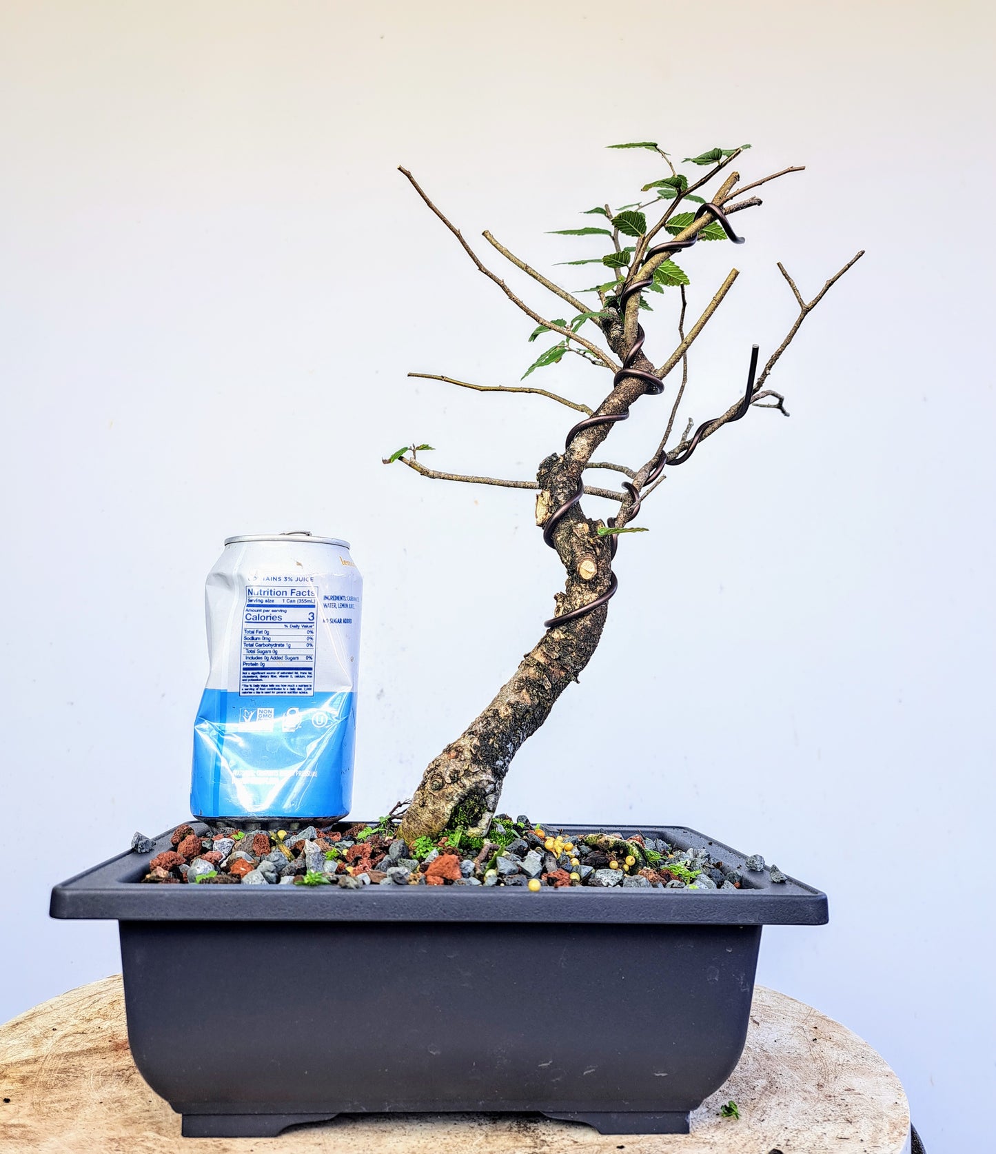Cedar Elm Pre Bonsai - 7 inch plastic bonsai pot