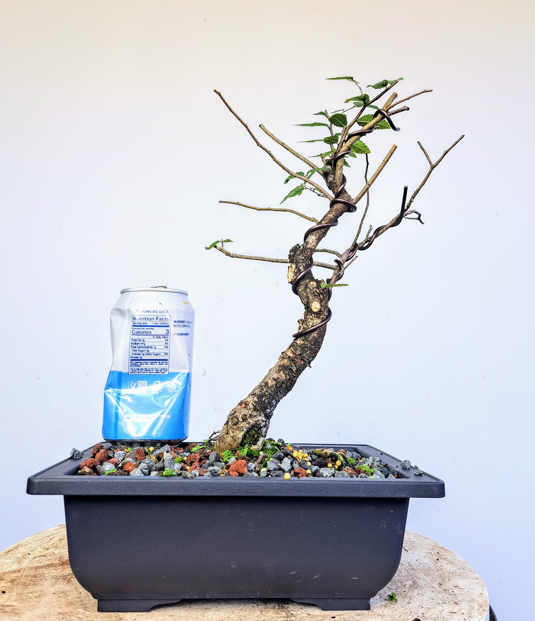 Cedar Elm Pre Bonsai - 7 inch plastic bonsai pot