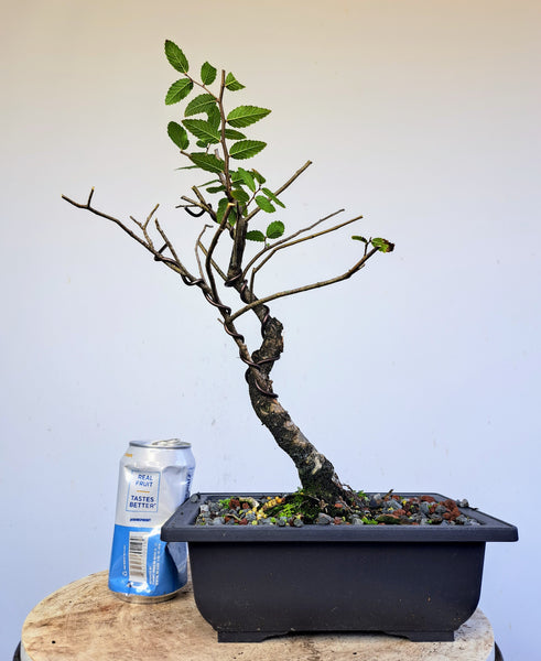 Cedar Elm Pre Bonsai - 7 inch plastic bonsai pot