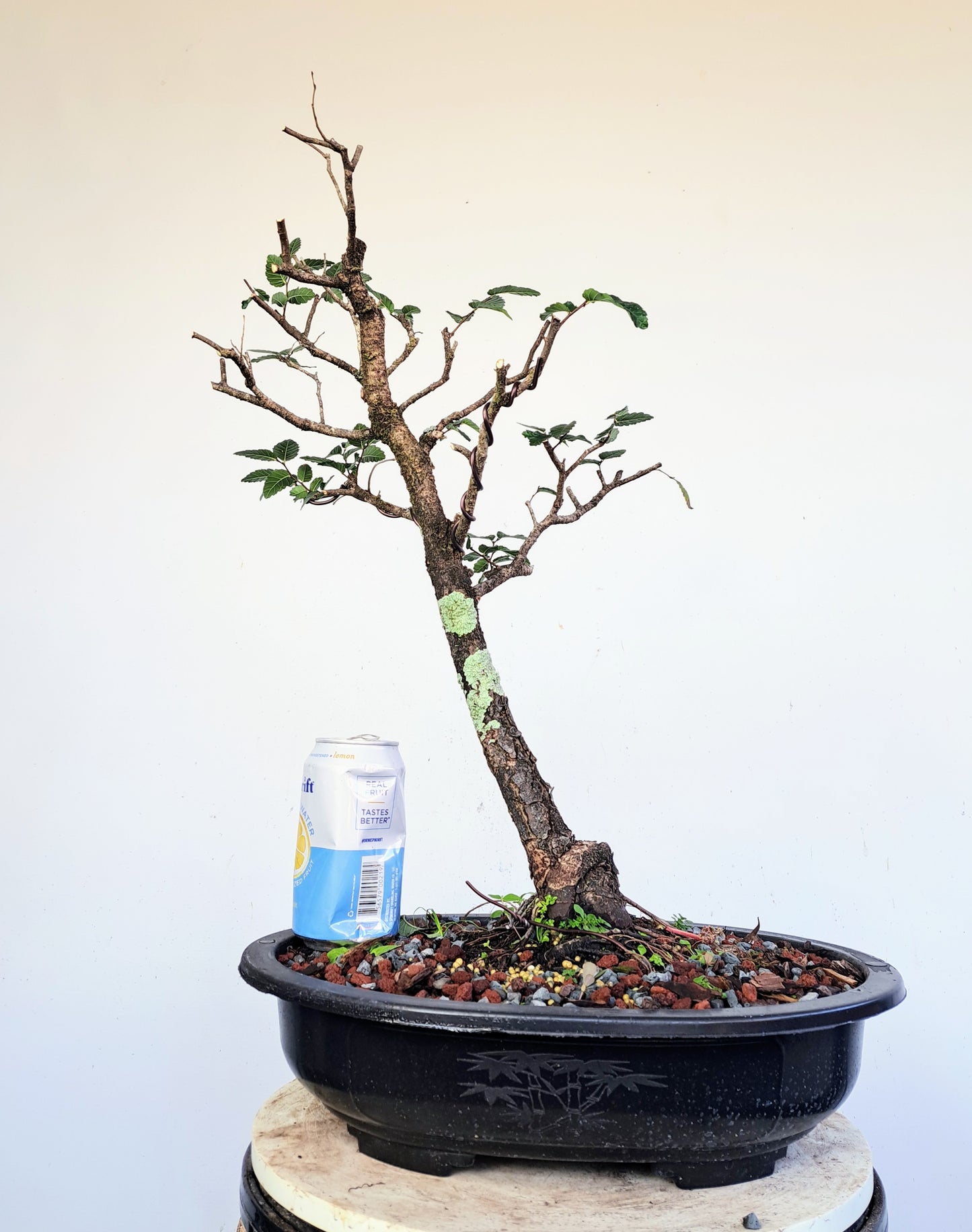 Cedar Elm Pre Bonsai - 15 Inch Plastic Pot