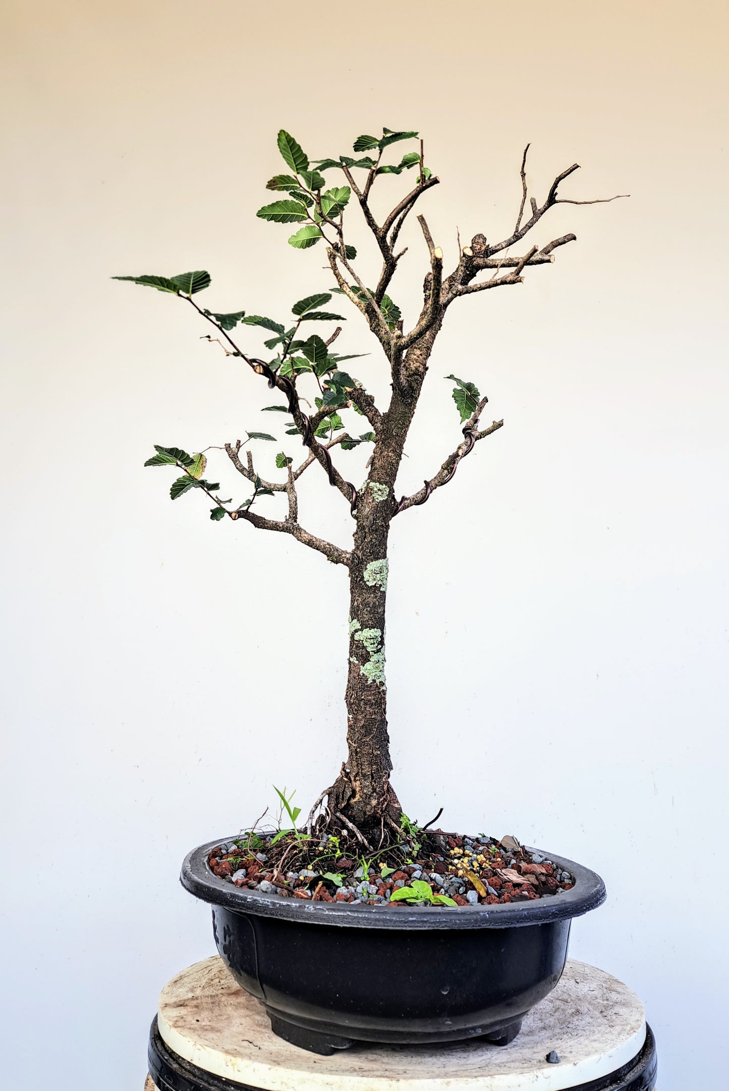 Cedar Elm Pre Bonsai - 15 Inch Plastic Pot