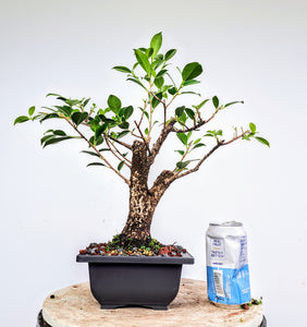 Tigerbark Ficus Bonsai - 5 inch Plastic Pot
