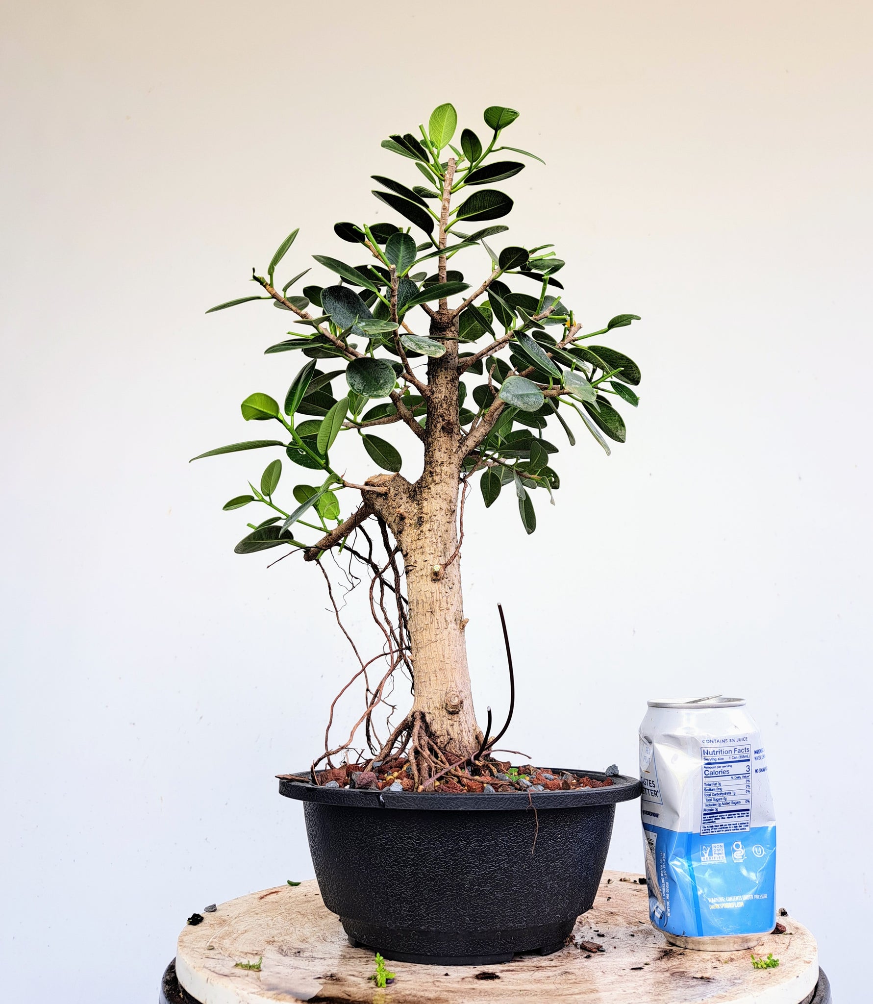 Green Island Ficus - 7 inch plastic pot