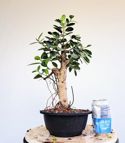 Green Island Ficus - 7 inch plastic pot