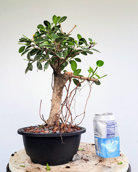 Green Island Ficus - 7 inch plastic pot