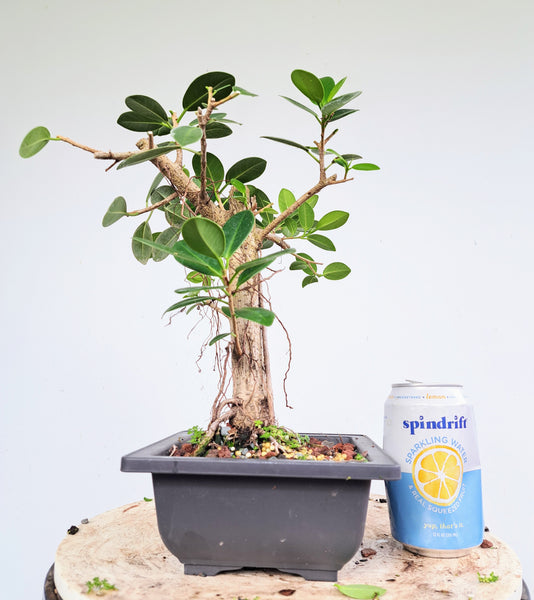 Green Island Ficus - 5 inch plastic pot