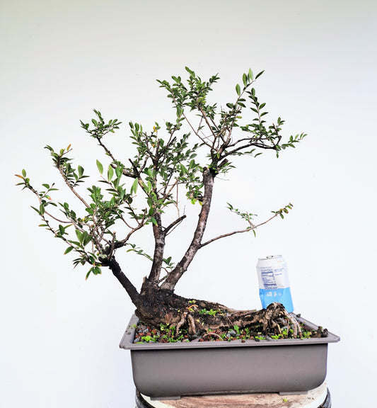 Lacebark Chinese Elm Clump/Raft Bonsai - 14 inch Plastic Pot