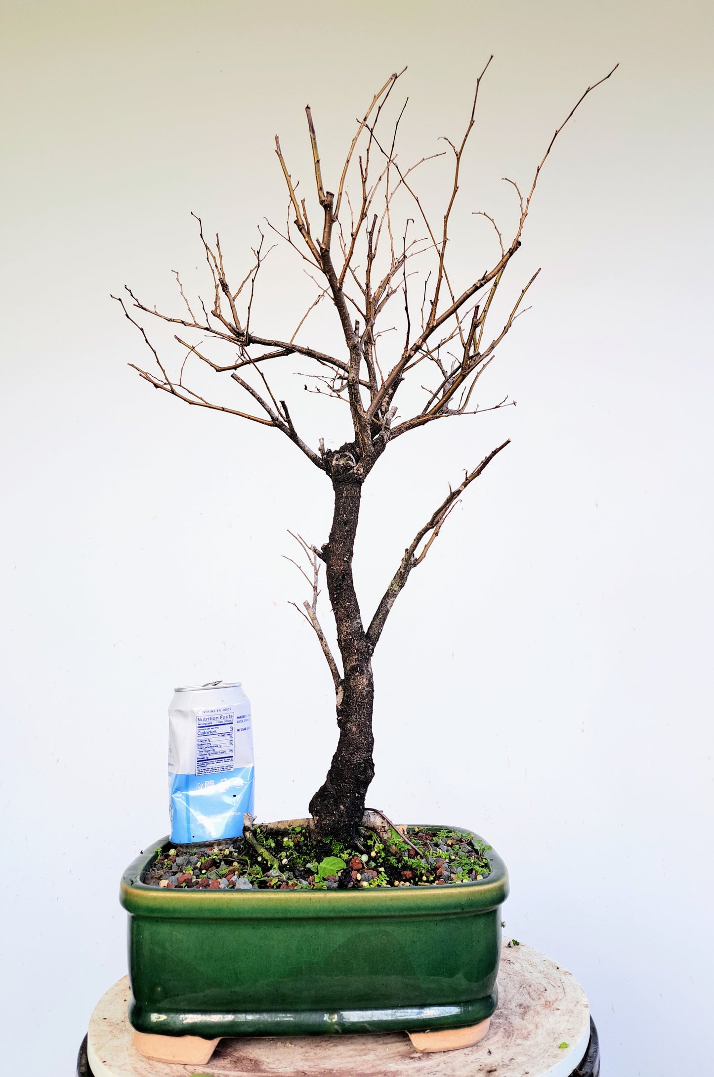 American Elm Bonsai - 10 Inch Glazed Pot