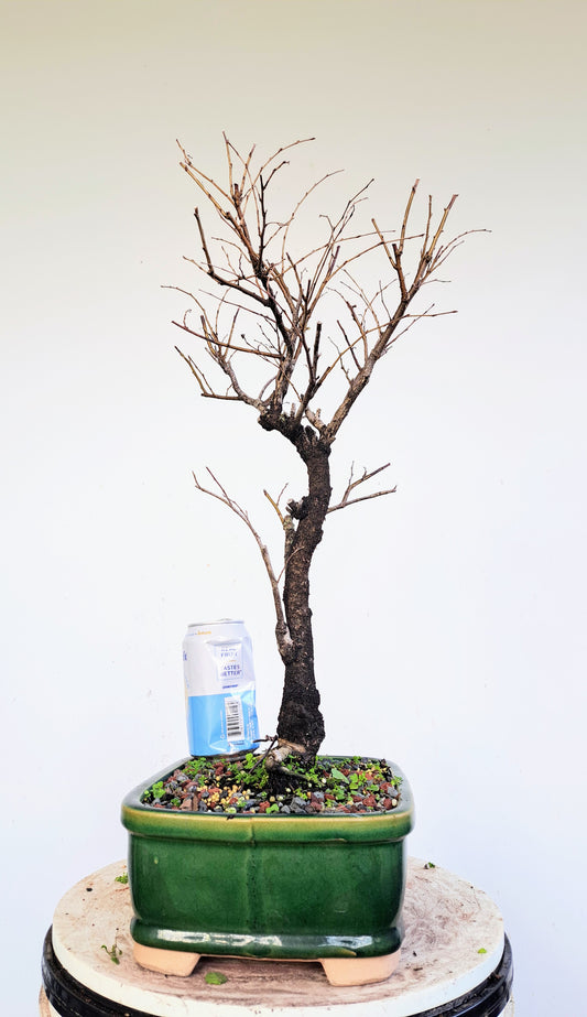 American Elm Bonsai - 10 Inch Glazed Pot