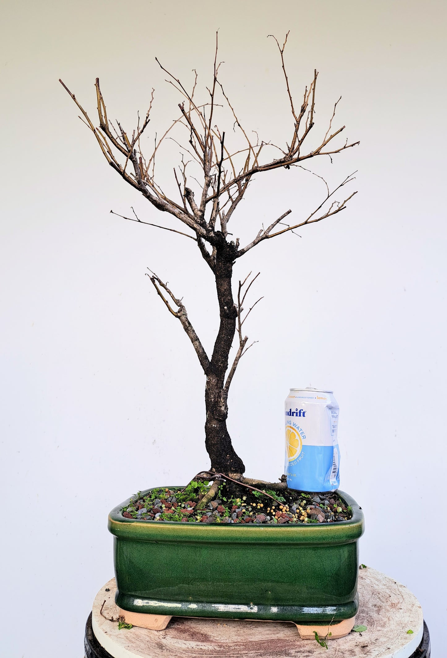 American Elm Bonsai - 10 Inch Glazed Pot