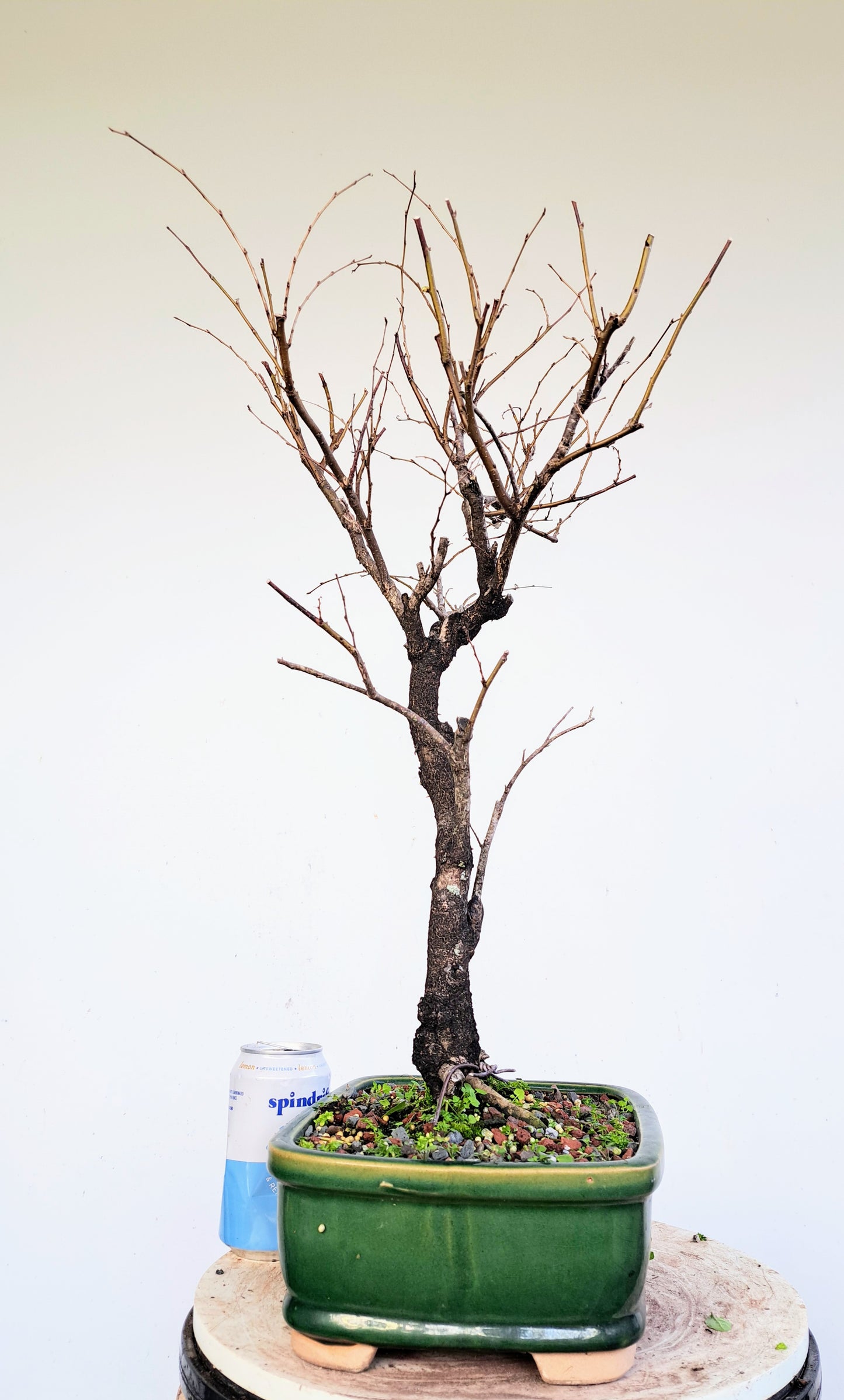 American Elm Bonsai - 10 Inch Glazed Pot