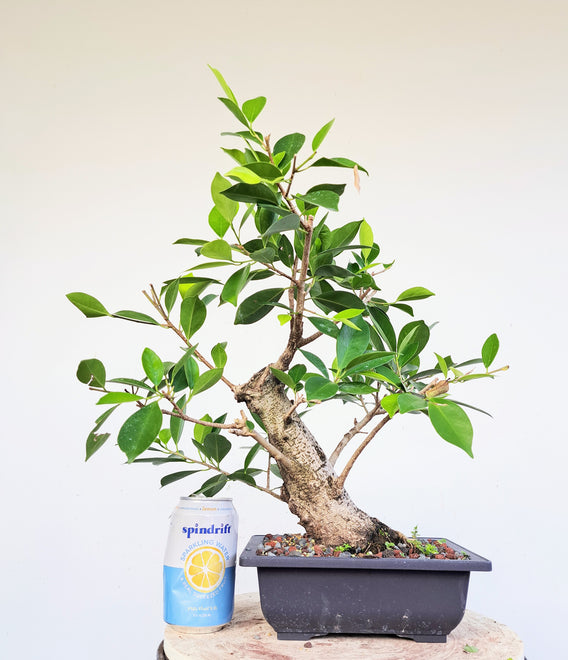 Ficus Microcarpa