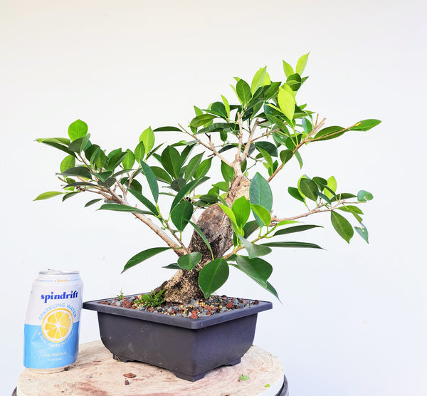 Ficus Microcarpa Pre Bonsai - 8 inch plastic pot