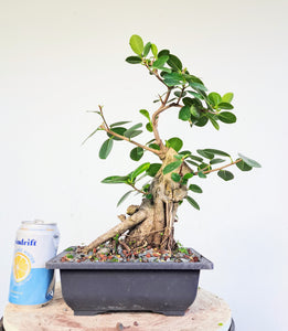 Green Island Ficus - 8 inch plastic pot
