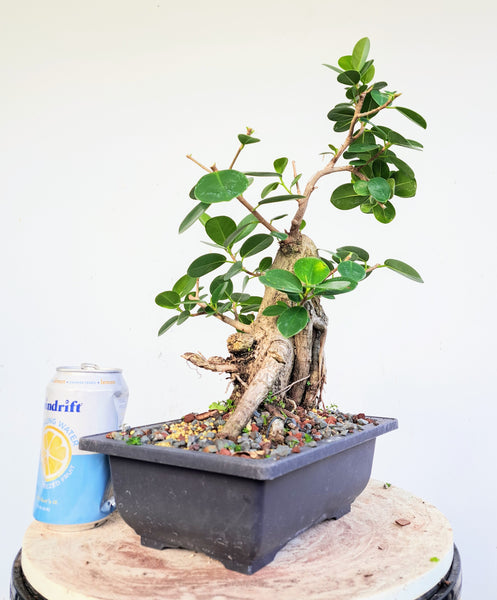 Green Island Ficus - 8 inch plastic pot