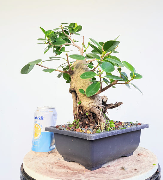 Green Island Ficus - 8 inch plastic pot
