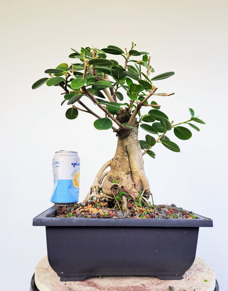 Green Island Ficus - Pre Bonsai 9 inch Plastic Pot