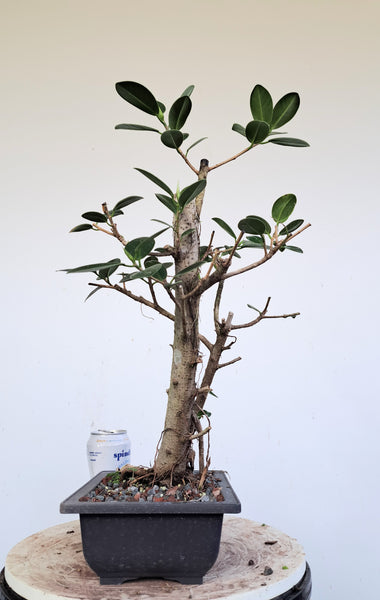 Green Island Ficus - 7 inch plastic pot