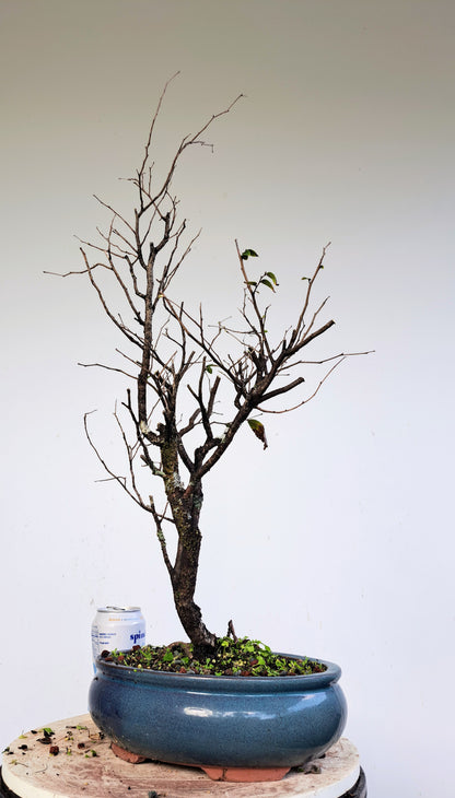 Potted Cedar Elm Bonsai - 10 inch glazed pot