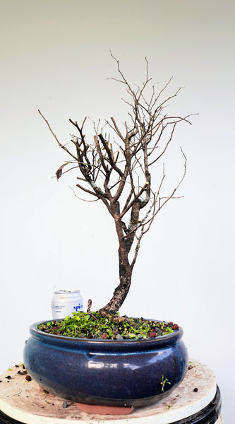 Potted Cedar Elm Bonsai - 10 inch glazed pot