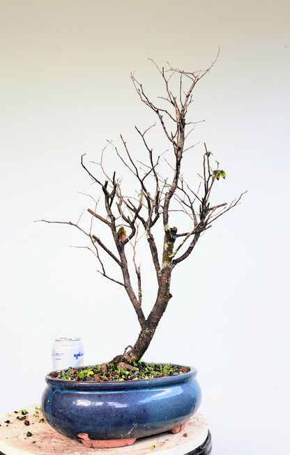 Potted Cedar Elm Bonsai - 10 inch glazed pot