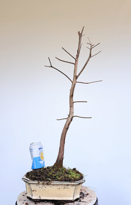 Bald Cyress Bonsai - 10 inch pot