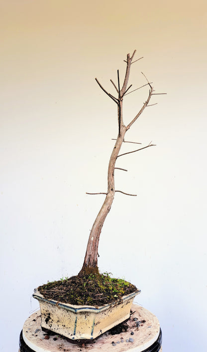 Bald Cyress Bonsai - 10 inch pot