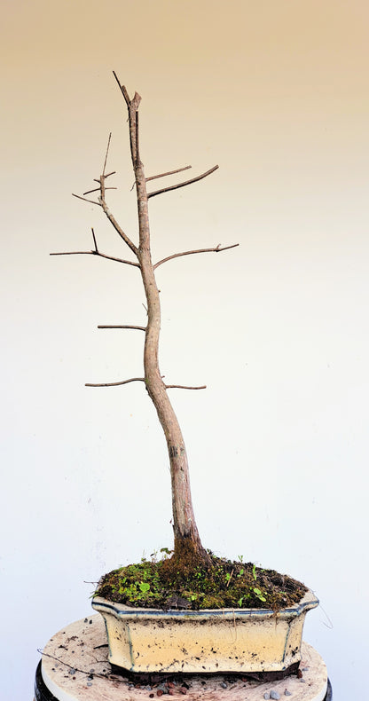 Bald Cyress Bonsai - 10 inch pot