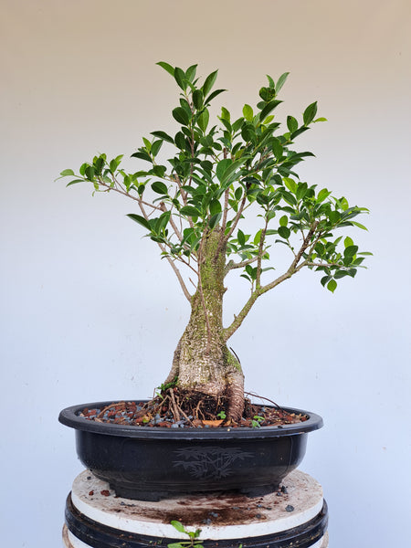 Tigerbark Ficus - 12 inch Plastic Pot