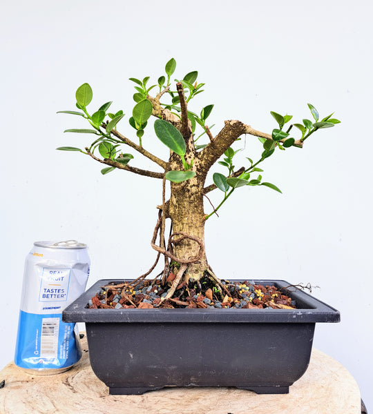 Green Island Ficus - 7 inch plastic pot