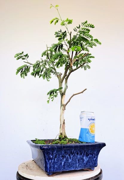 Thornless Brazilian Rain Tree - 12 inch Glazed Pot