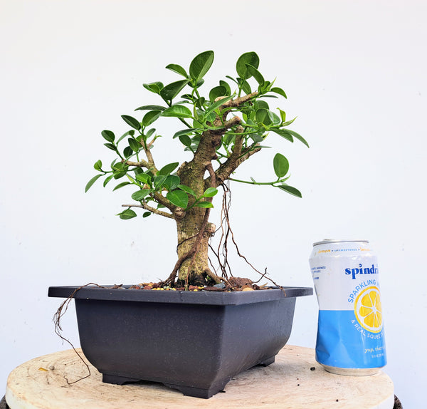 Green Island Ficus - 7 inch plastic pot