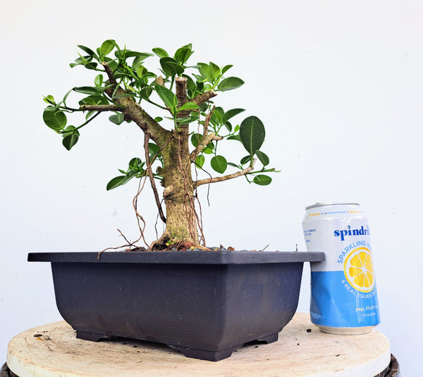 Green Island Ficus - 7 inch plastic pot