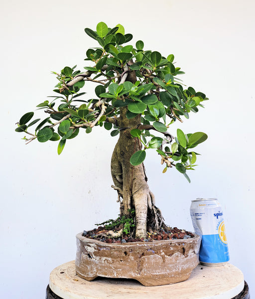 Green Island Ficus - Specimen Bonsai - 12 inch pot
