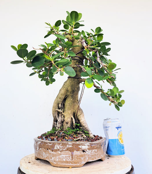 Green Island Ficus - Specimen Bonsai - 12 inch pot