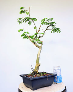 Thornless Brazilian Rain Tree - 8 inch plastic pot