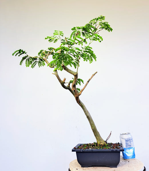 Thornless Brazilian Rain Tree - 8 inch plastic pot
