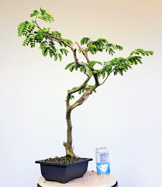 Thornless Brazilian Rain Tree - 8 inch plastic pot