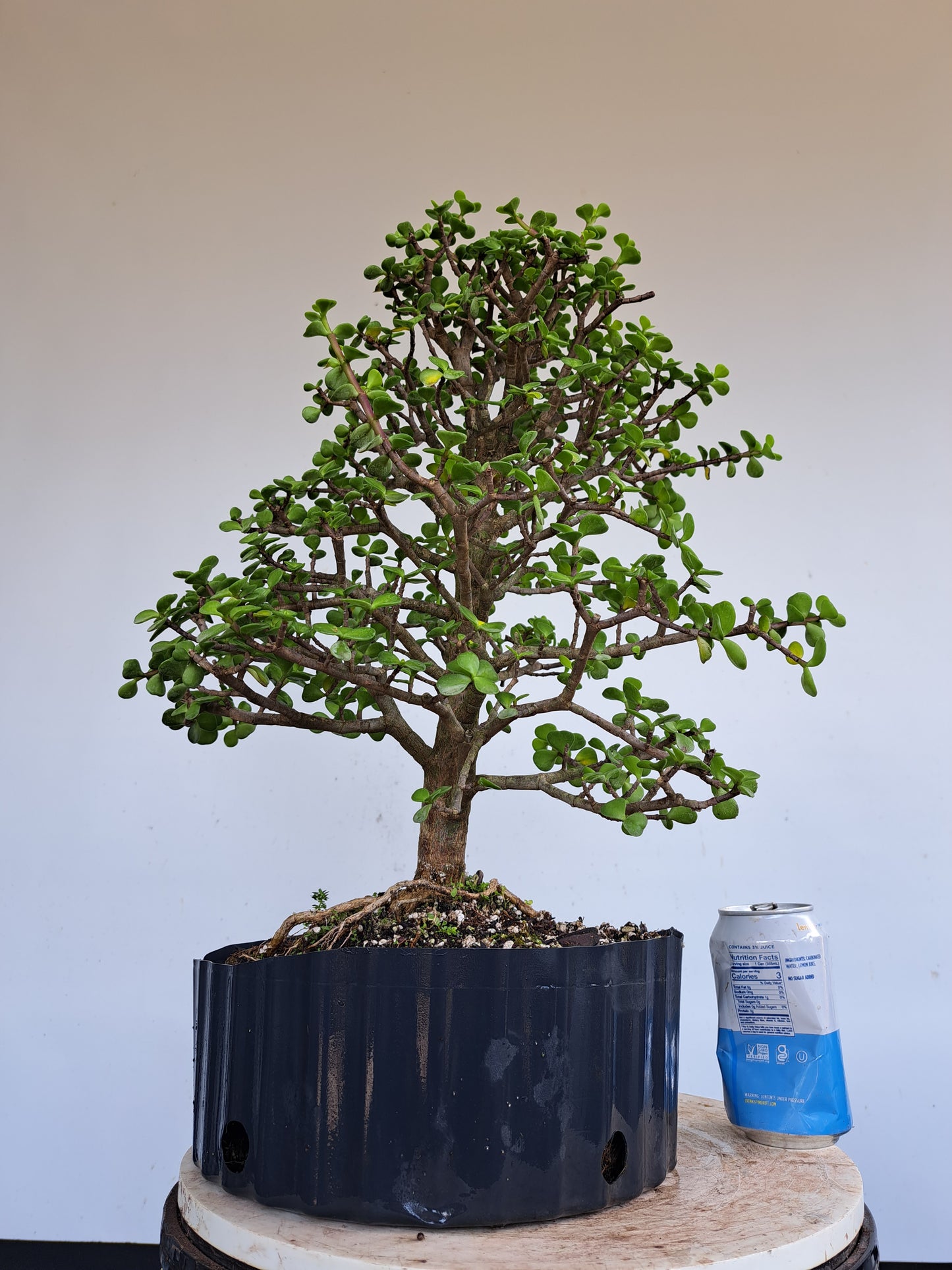 Dwarf Jafe Pre-Bonsai - 10 inch pot
