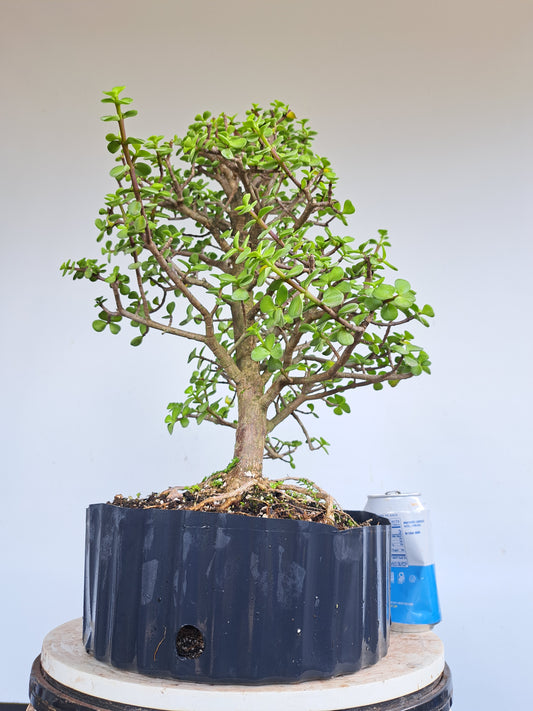 Dwarf Jafe Pre-Bonsai - 10 inch pot