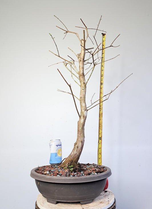 Bald Cyress Pre Bonsai - 15 inch plastic pot