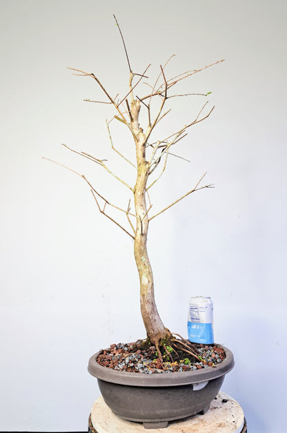 Bald Cyress Pre Bonsai - 15 inch plastic pot