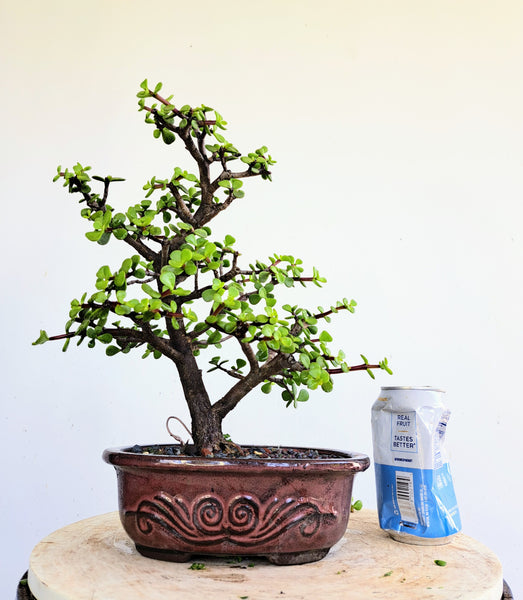 Dwarf Jafe Bonsai - 7 inch pot
