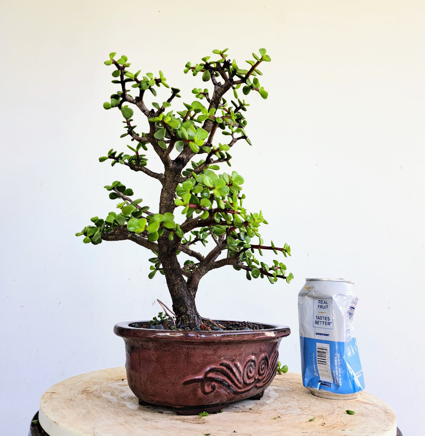 Dwarf Jafe Bonsai - 7 inch pot