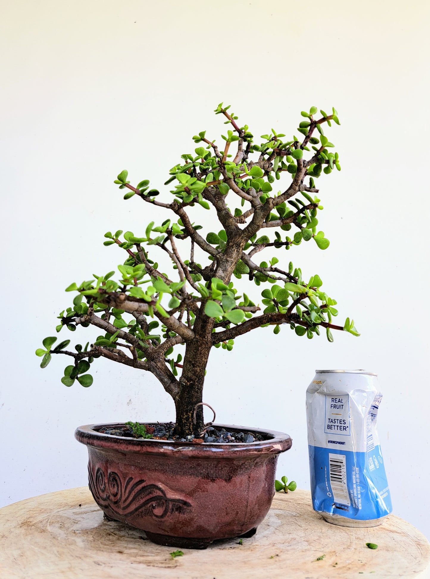 Dwarf Jafe Bonsai - 7 inch pot