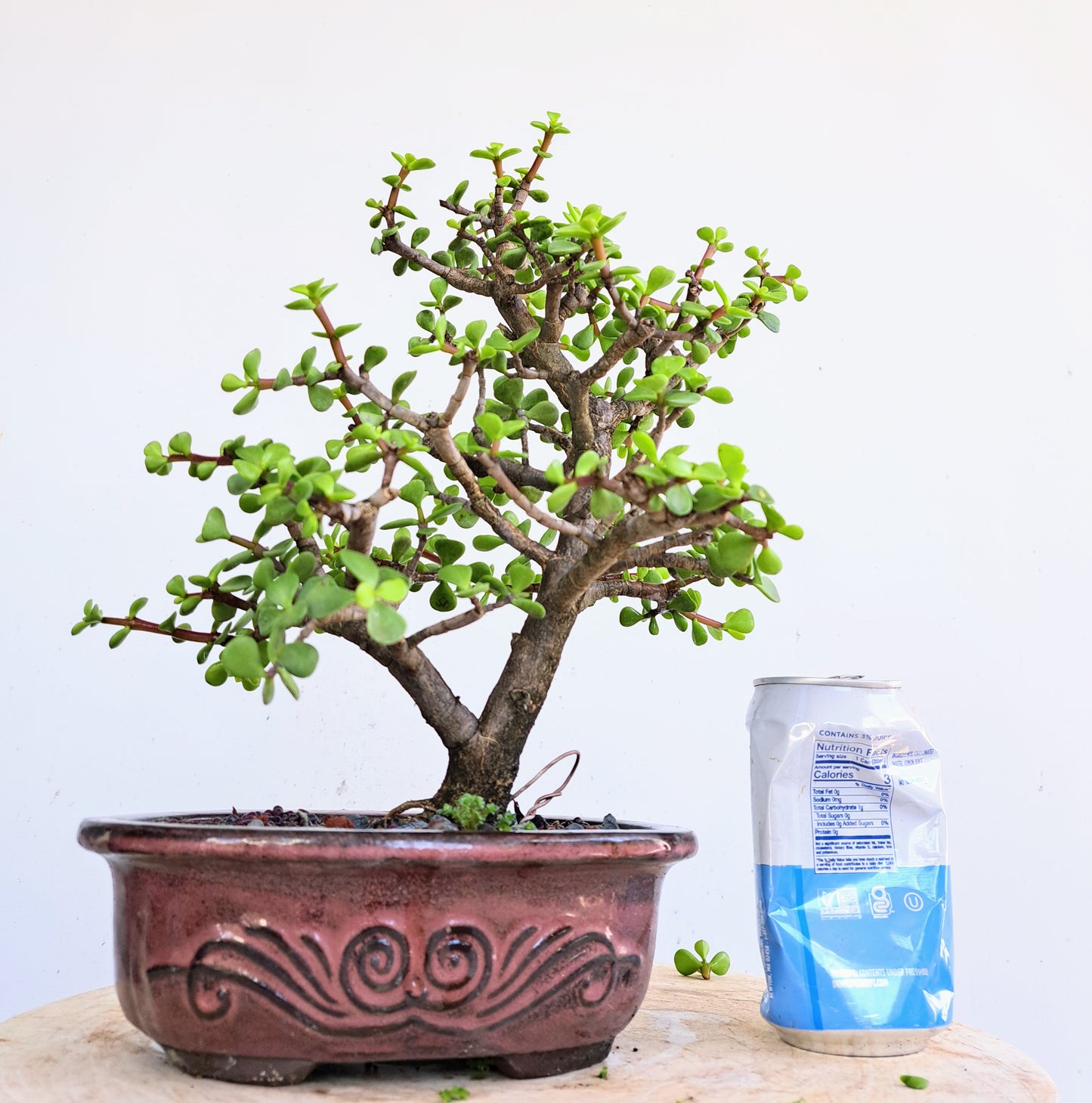 Dwarf Jafe Bonsai - 7 inch pot