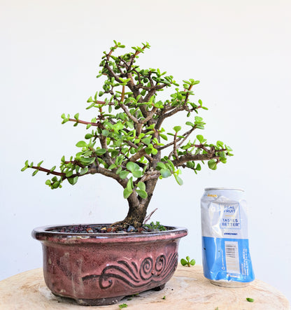 Dwarf Jafe Bonsai - 7 inch pot