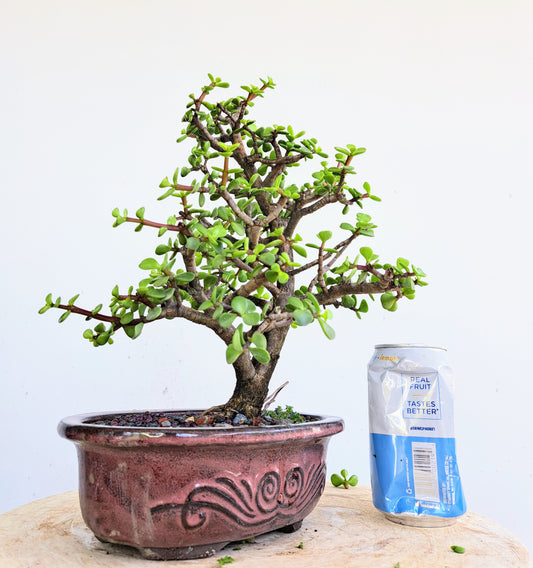 Dwarf Jafe Bonsai - 7 inch pot