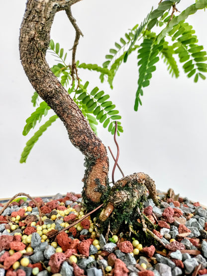 Tamarind Bonsai 8 inch pot